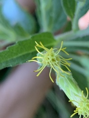 Brickellia cylindracea