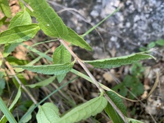 Brickellia cylindracea