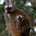 Eulemur rufifrons - Photo (c) Andrea Schieber,  זכויות יוצרים חלקיות (CC BY-NC-ND)
