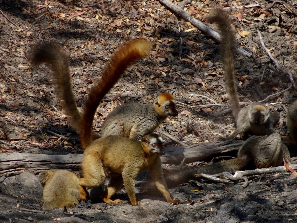 Red-Fronted Brown Lemur