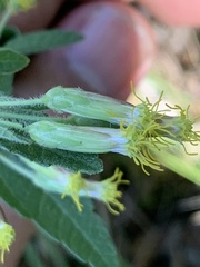 Brickellia cylindracea