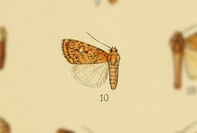 Hypoperigea turpis