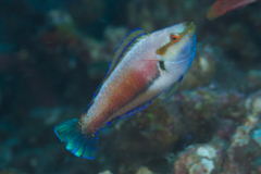 Cirrhilabrus punctatus