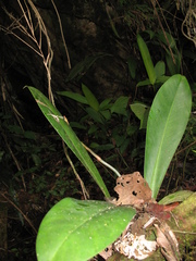Philodendron linnaei