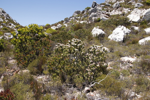 Image of Leucospermum bolusii by (c) Tony Rebelo, some rights reserved (CC BY-SA)