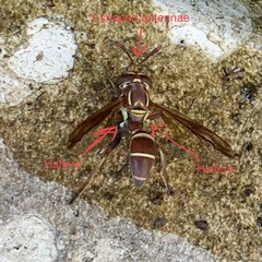 Polybiomyia schnablei