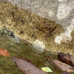 Polybiomyia schnablei