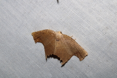 Eutomopepla artena