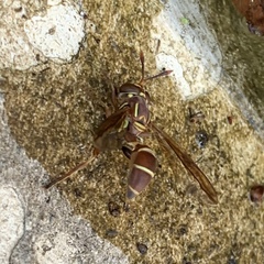 Polybiomyia schnablei