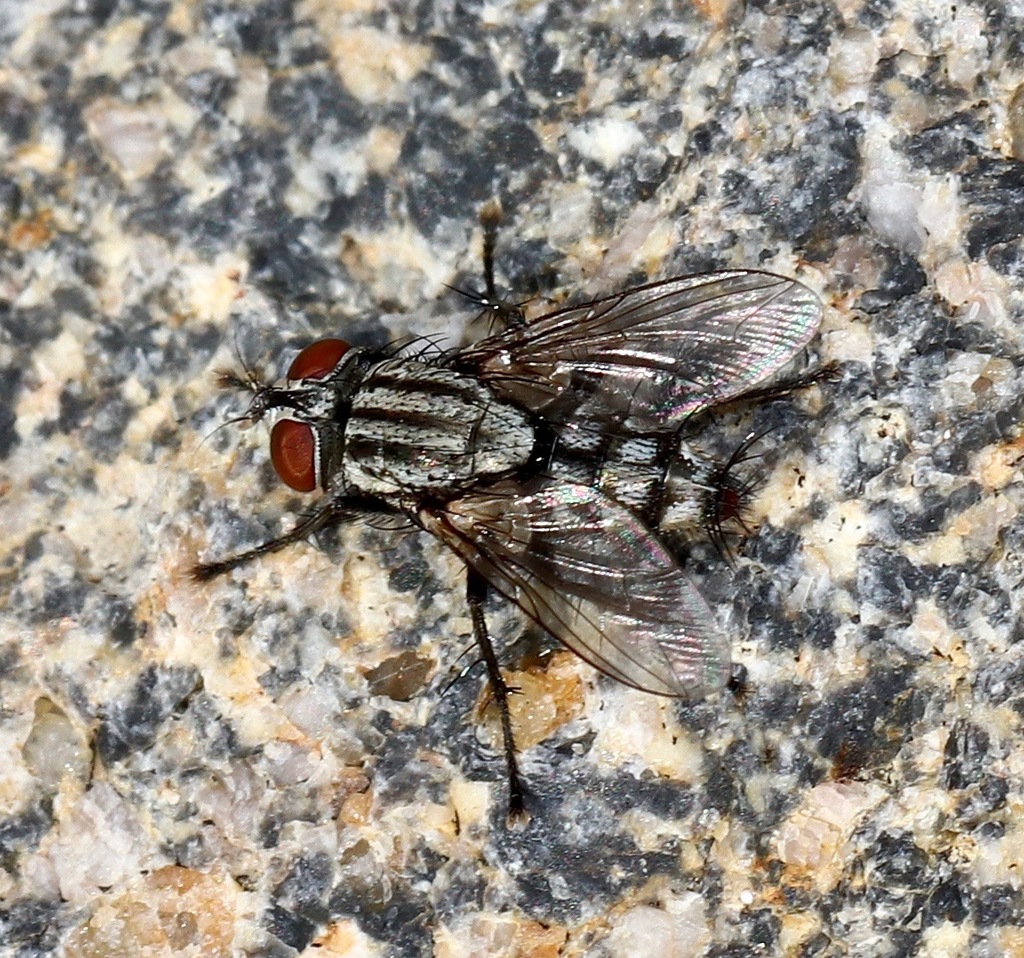 Helicobia
