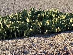 Opuntia