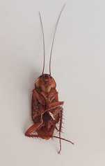 Periplaneta americana