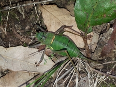 Lluciapomaresius anapaulae