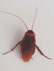 Periplaneta americana