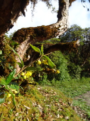 Berberis wallichiana