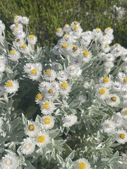 Syncarpha argyropsis