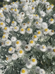 Syncarpha argyropsis