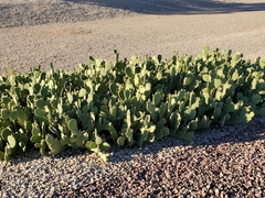 Opuntia