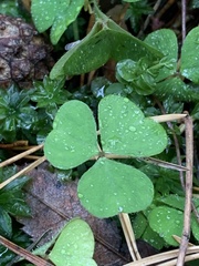 Oxalis acetosella