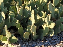 Opuntia