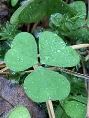 Oxalis acetosella