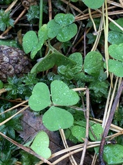 Oxalis acetosella