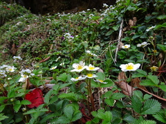 Fragaria nubicola
