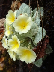 Primula aureata