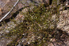 Coleonema juniperinum
