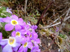 Primula gracilipes