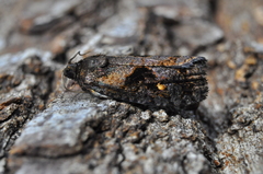 Cryptaspasma