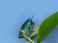 Chrysochroa rajah