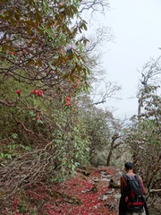 Rhododendron barbatum