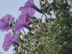 Ipomoea splendor-sylvae