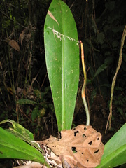 Philodendron linnaei