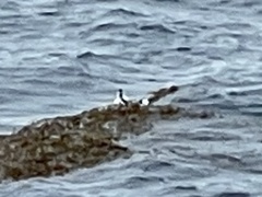 Phalaropus fulicarius