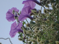 Ipomoea splendor-sylvae