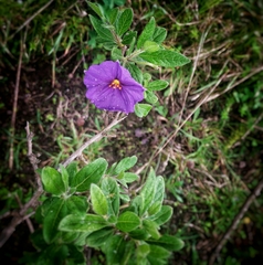Lycianthes