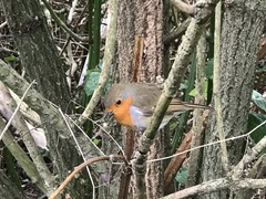 Erithacus rubecula