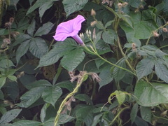 Ipomoea splendor-sylvae
