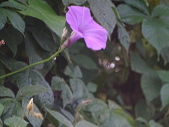 Ipomoea splendor-sylvae