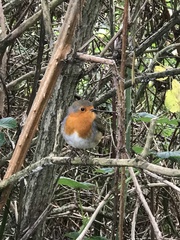 Erithacus rubecula