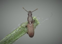 Oryzaephilus surinamensis