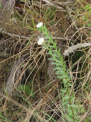 Lasiosiphon calocephalus