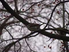 Passer domesticus
