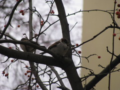 Passer domesticus