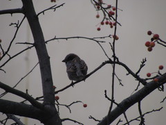 Passer domesticus