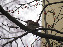 Passer domesticus
