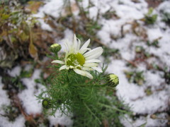 Tripleurospermum inodorum
