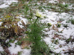 Tripleurospermum inodorum
